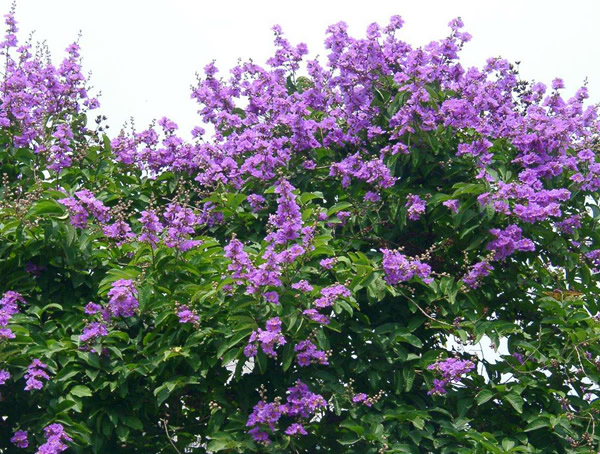 百日红有什么作用？有哪些价值？