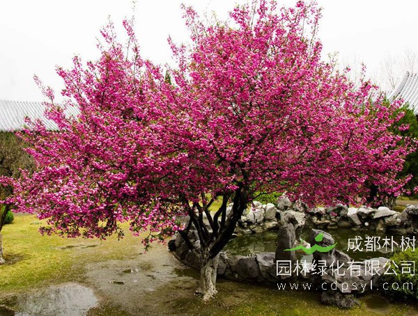 垂丝海棠报价