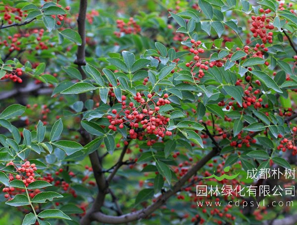 花椒树报价