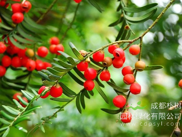 南方红豆杉报价