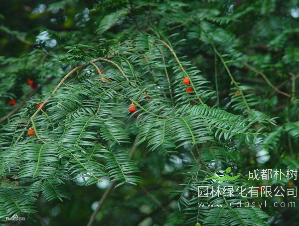 南方红豆杉报价