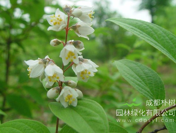 采购溲疏-优惠价廉-基地批发-溲疏大量直销 