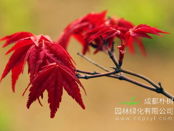 日本红枫