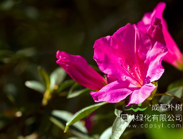 锦绣杜鹃报价