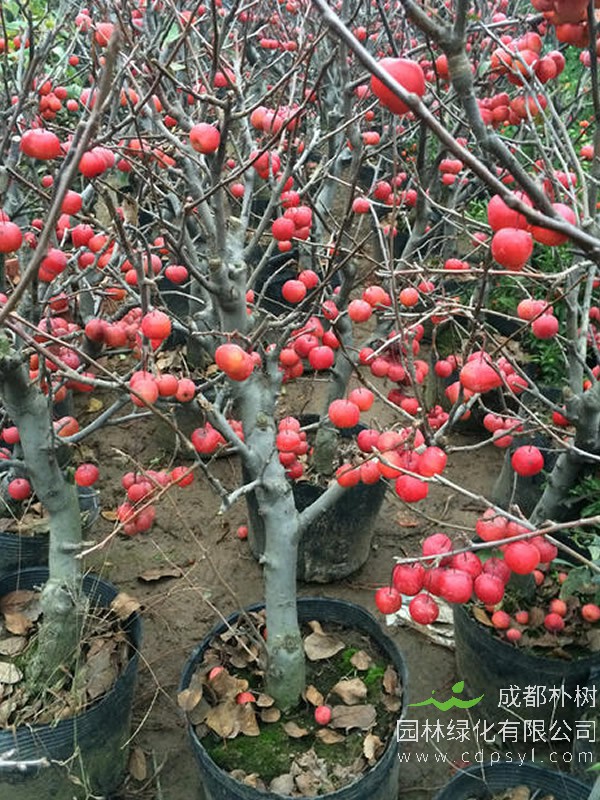 冬红果
