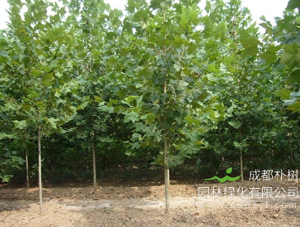 速生法桐