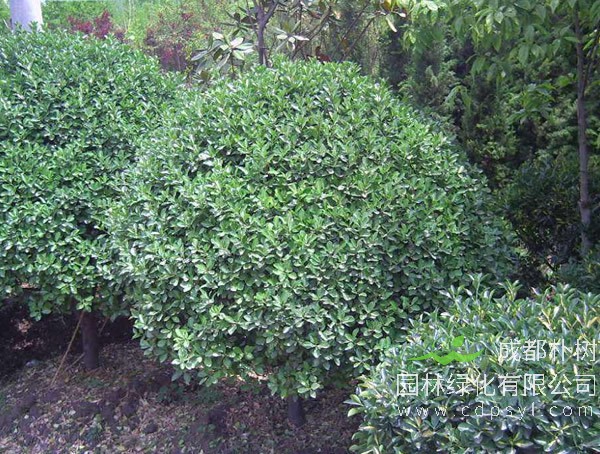 龟甲冬青报价