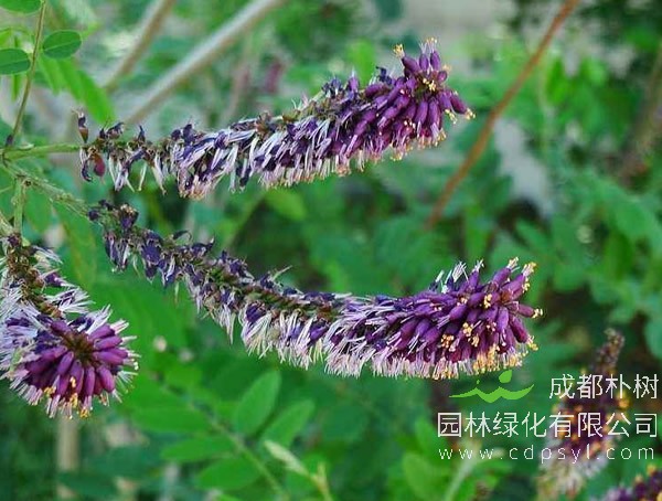 紫穗槐报价