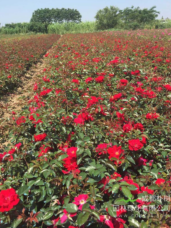 红帽子月季报价