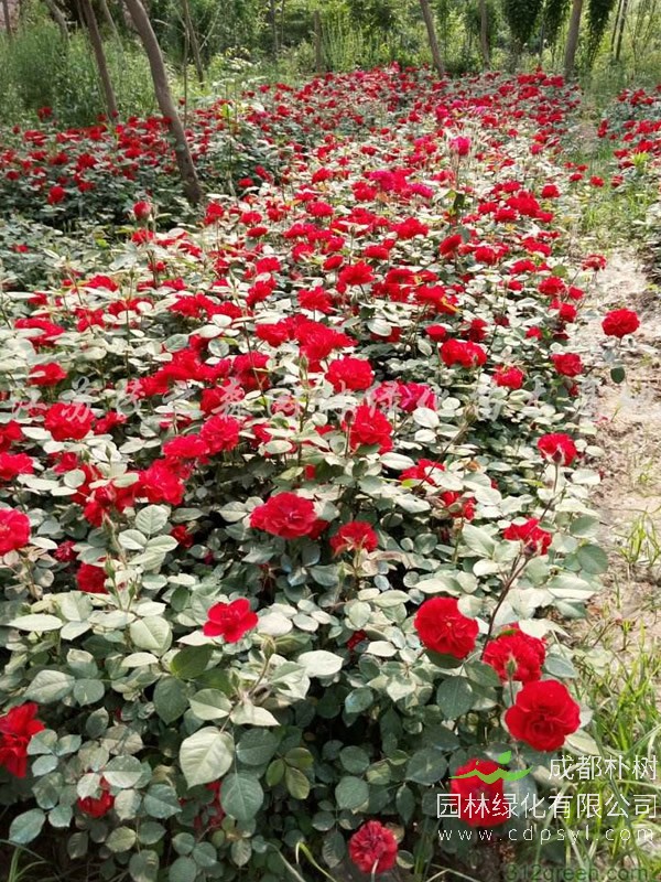 红帽子月季报价