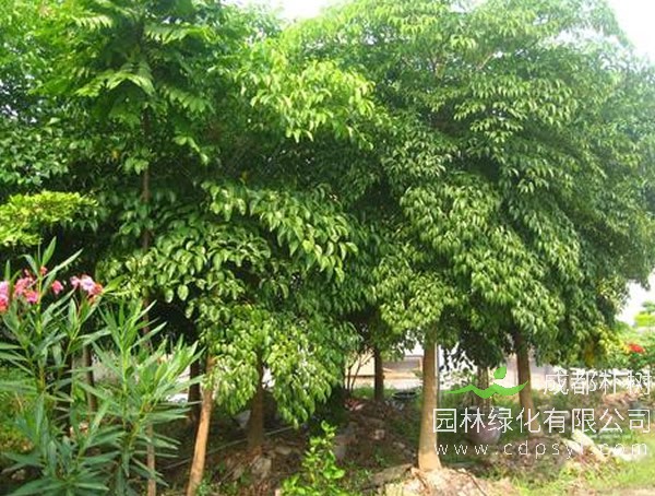 幌伞枫和幸福树有什么区别？