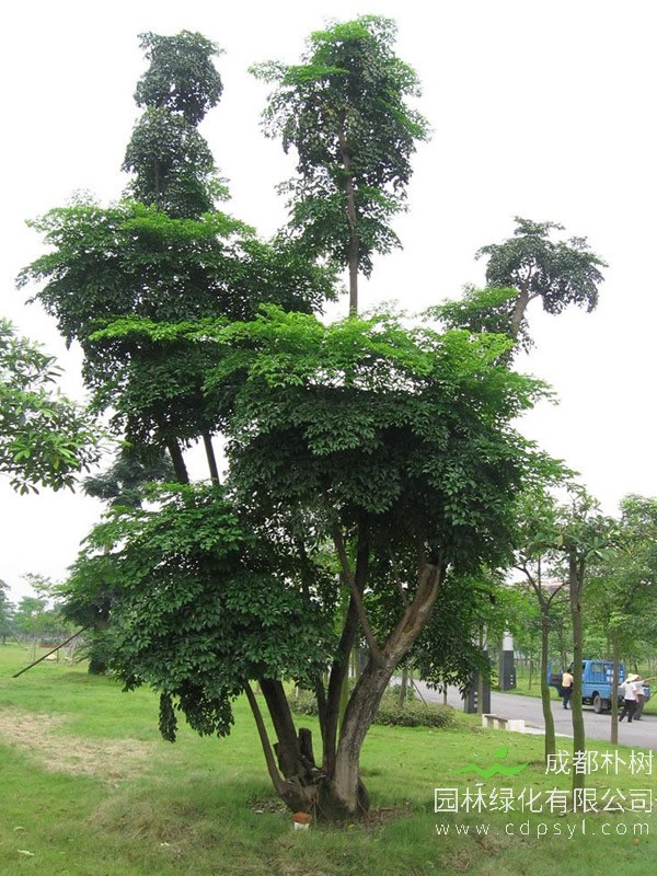 幌伞枫怎么养？怎么种植？