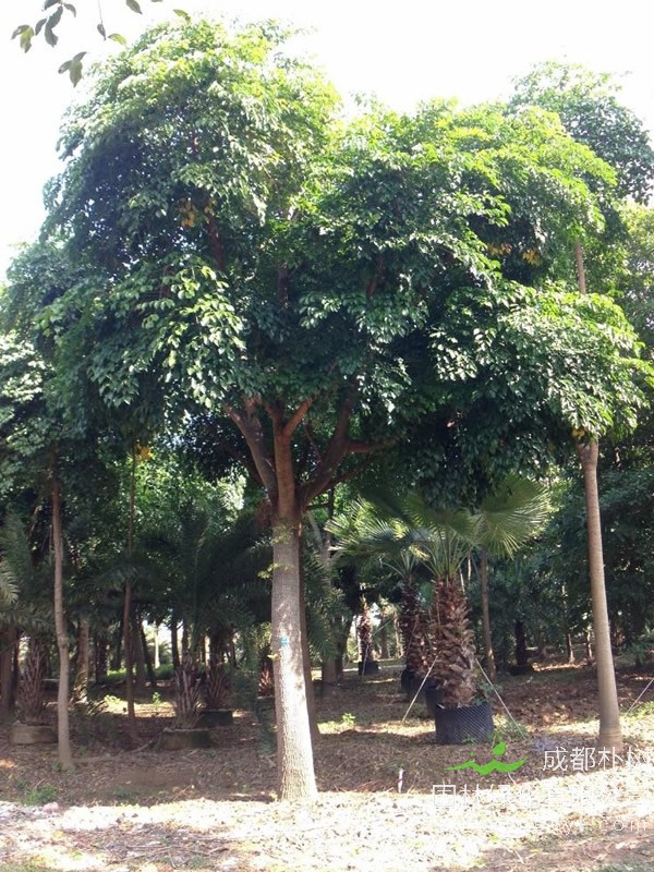 幌伞枫可以吃吗？