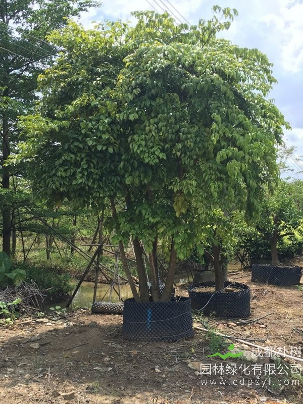 幌伞枫在秋天应该怎么浇水？