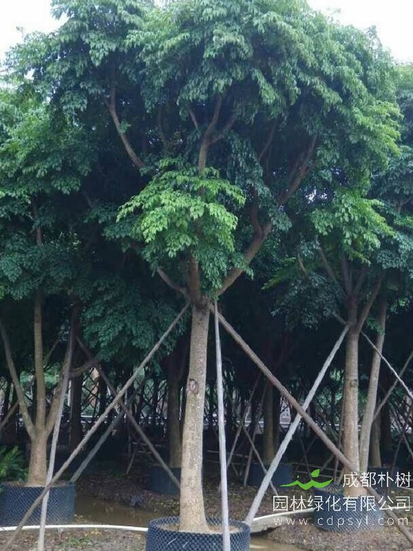 幌伞枫的生长习性有哪些？