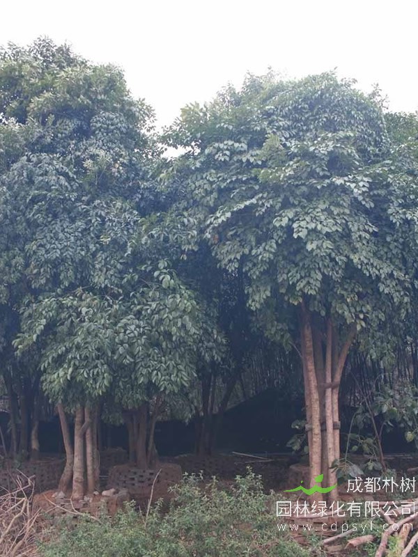 幌伞枫的修剪技巧与方式有哪些？