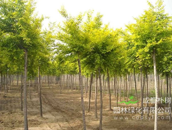 白榆具有哪些特征？