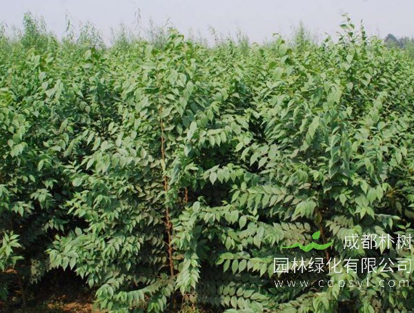 白榆是什么树？有哪些特点？