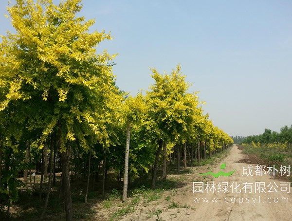 白榆的植物形态是怎样的？