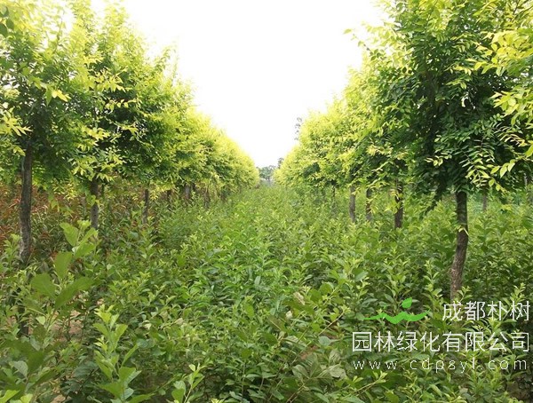 白榆有哪些环保用途？