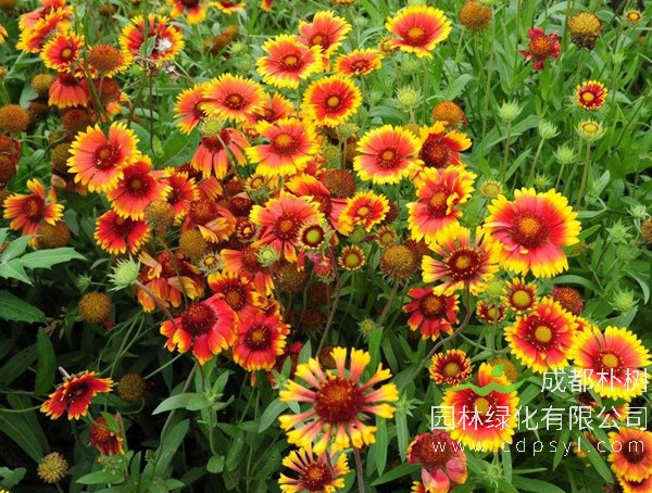 天人菊近三年行情，产地天人菊苗多少钱 