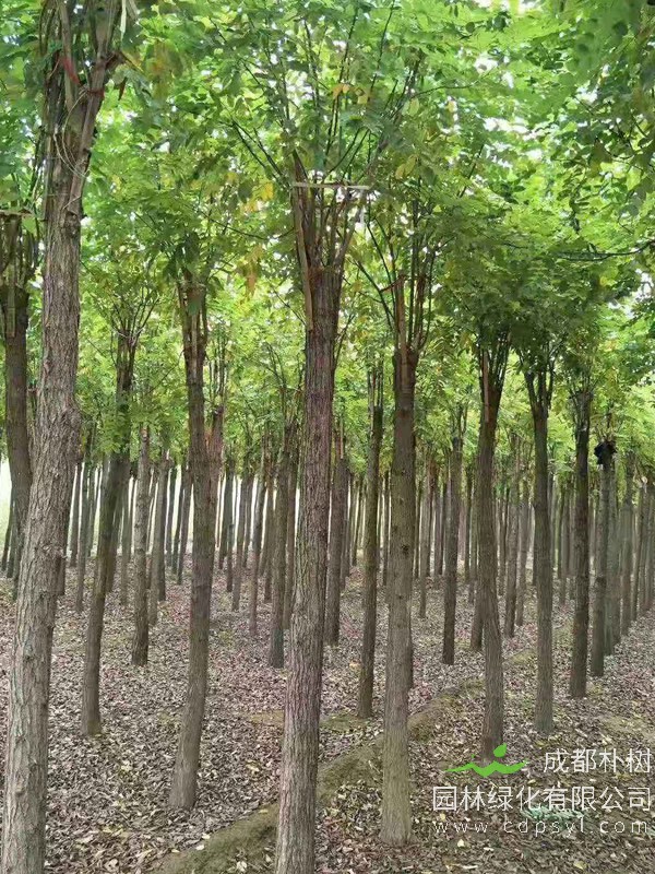 白榆有哪些繁殖方法？