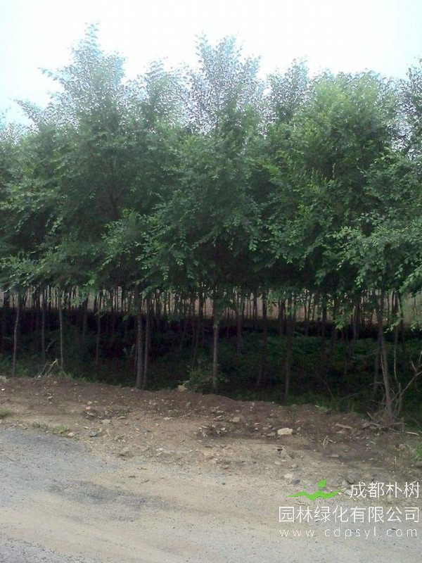 白榆的生长习性是怎样的？