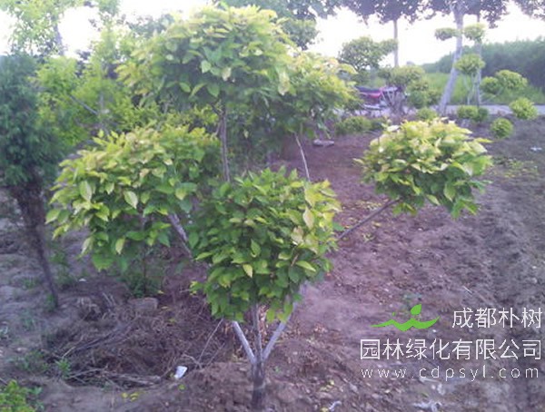 白榆的病虫害有哪些？怎么防治？