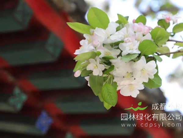 白丁香花怎么养？白丁香的种植与养殖方法有哪些？