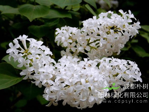 白丁香花可以在室内养植吗？