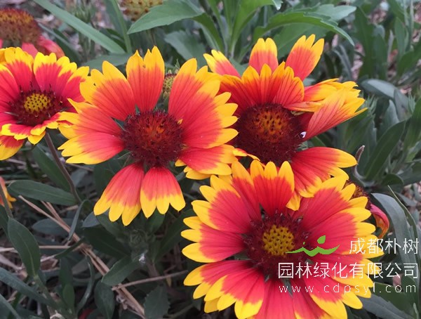 天人菊近三年行情，产地天人菊苗多少钱 