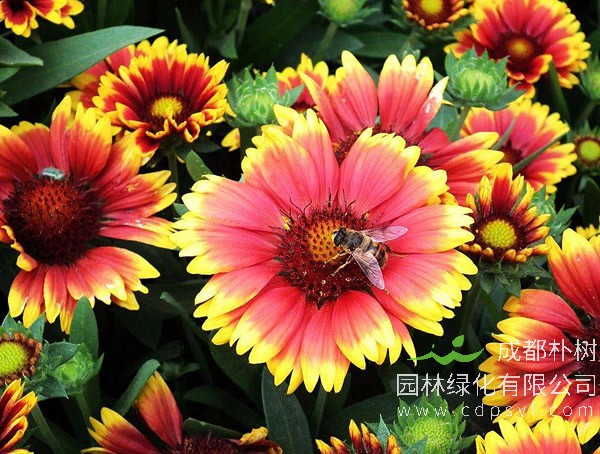 天人菊近三年行情，产地天人菊苗多少钱 