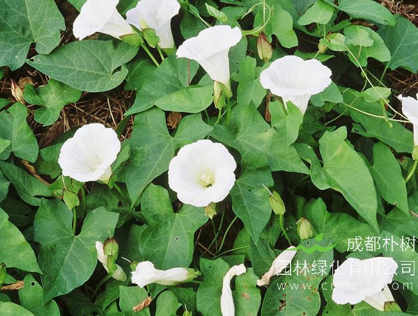 肾叶打碗花报价