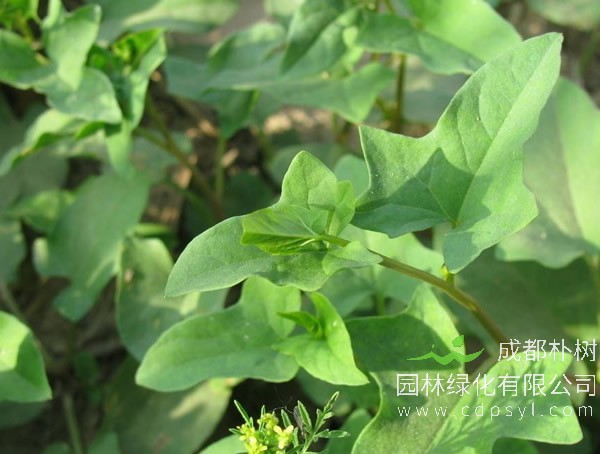 肾叶打碗花报价