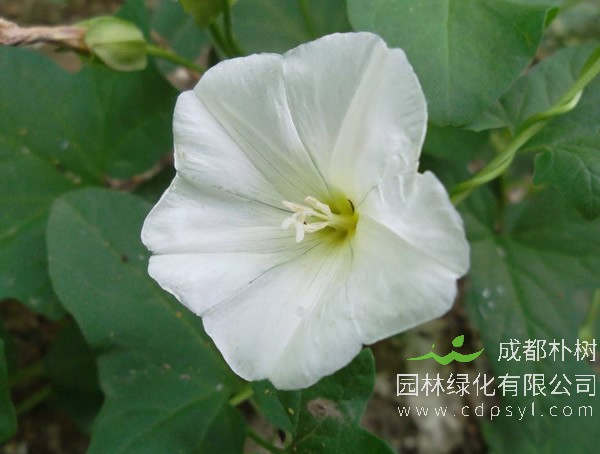 肾叶打碗花报价