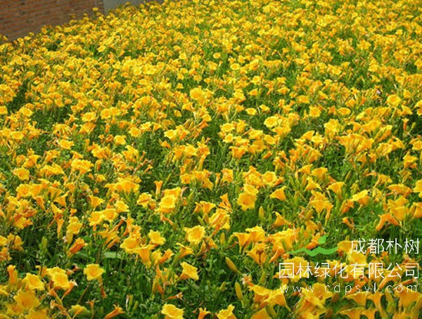 金娃娃萱草报价