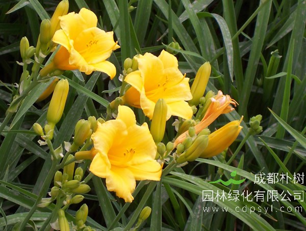 金娃娃萱草报价