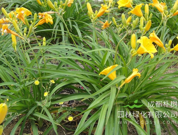 金娃娃萱草报价