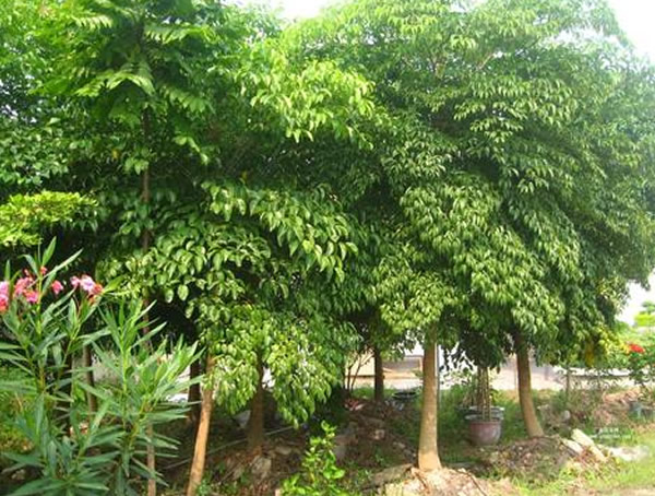 幌伞枫和幸福树有什么区别？