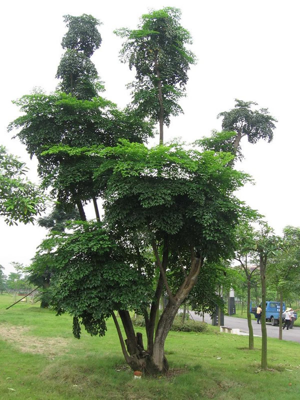 幌伞枫怎么养？怎么种植？