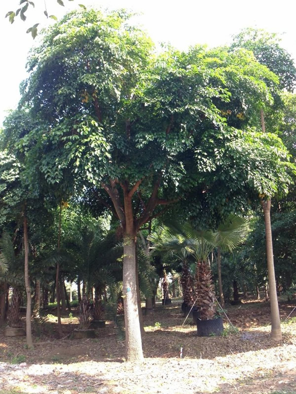 幌伞枫可以吃吗？