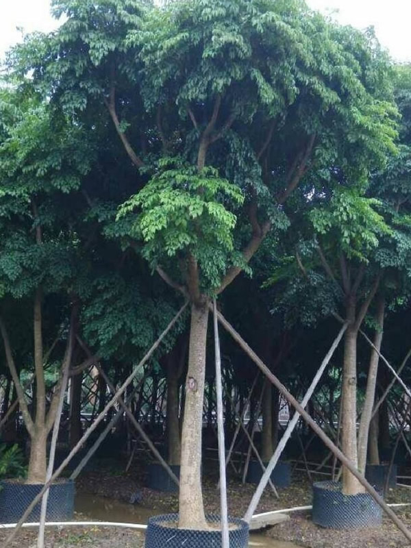 幌伞枫的生长习性有哪些？