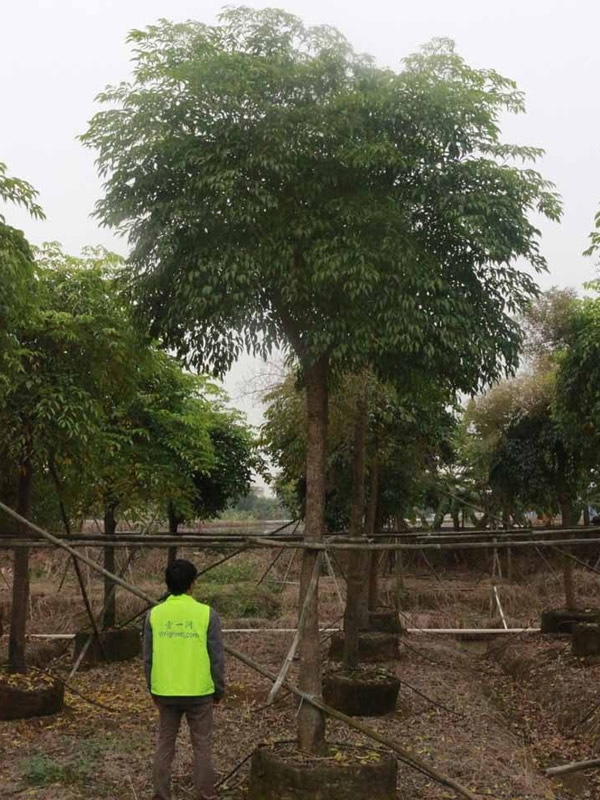 幌伞枫的应用价值有哪些？