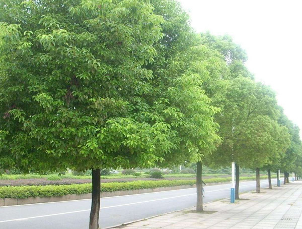 白榆的图片-形态特征-生长环境以及主要价值