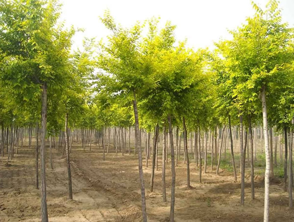 白榆具有哪些特征？