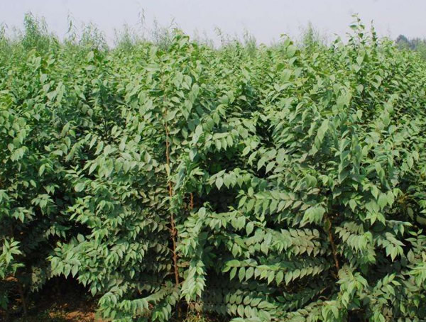 白榆是什么树？有哪些特点？