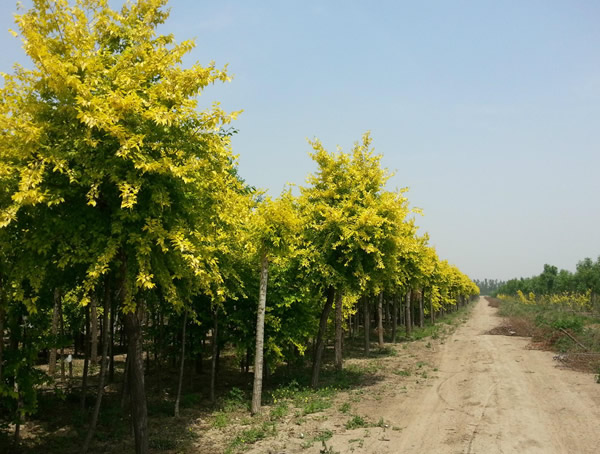 白榆的植物形态是怎样的？
