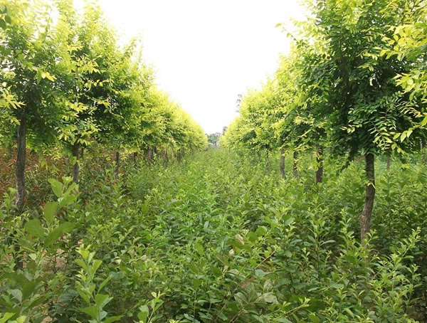 白榆有哪些环保用途？