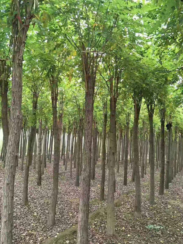 白榆有哪些繁殖方法？