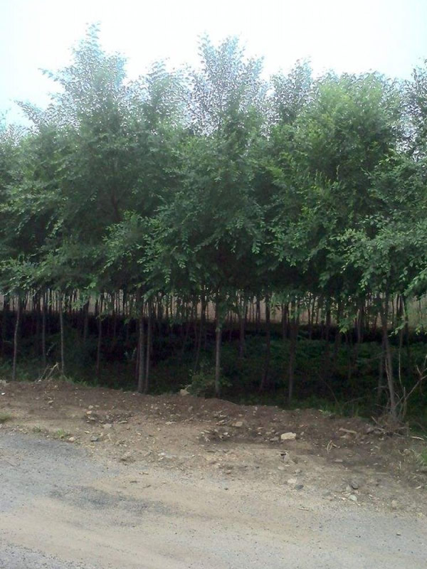 白榆的生长习性是怎样的？